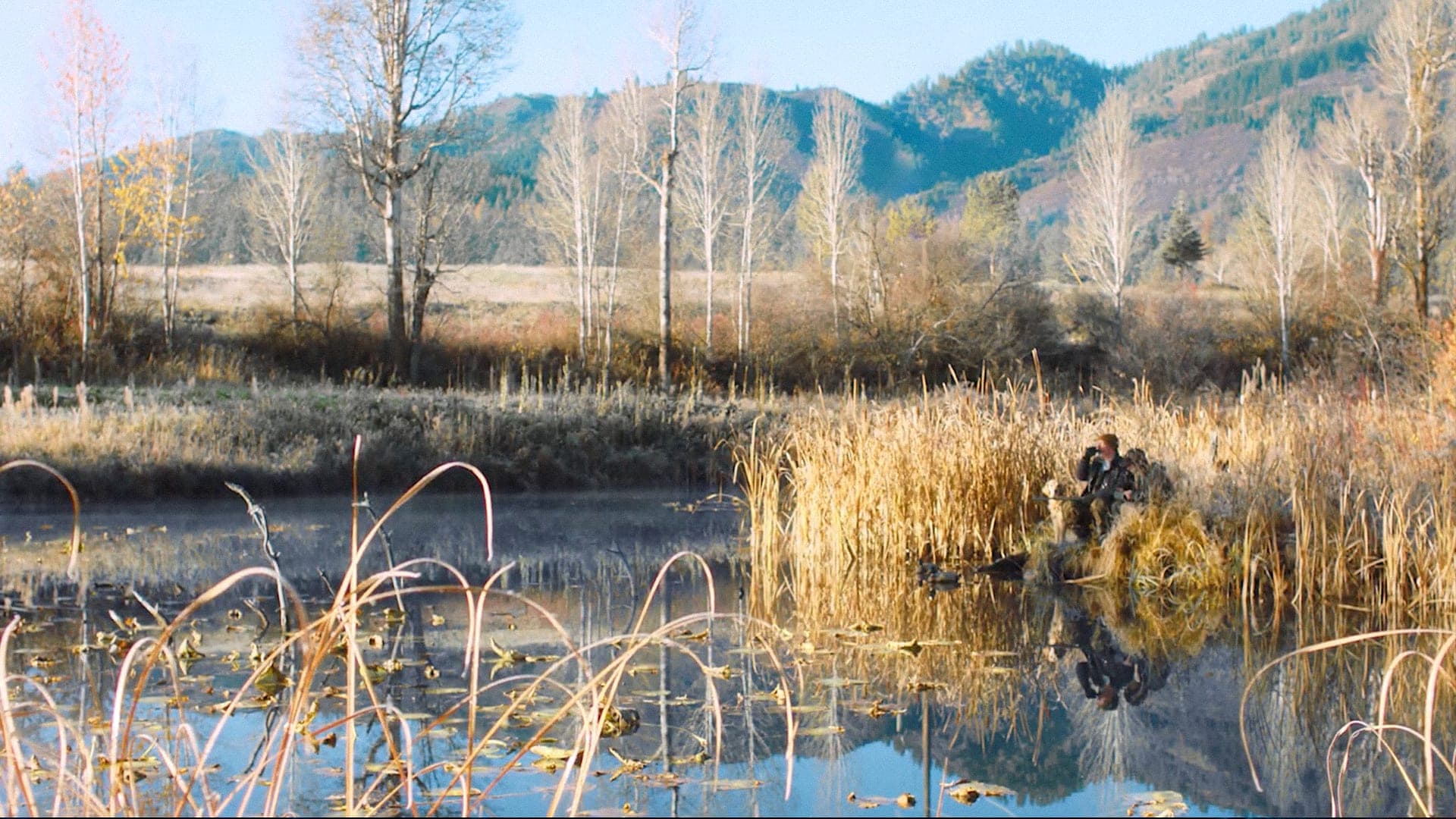 A hunter and dog waiting in the cattails at the edge of a still pond, frost on the far bank
